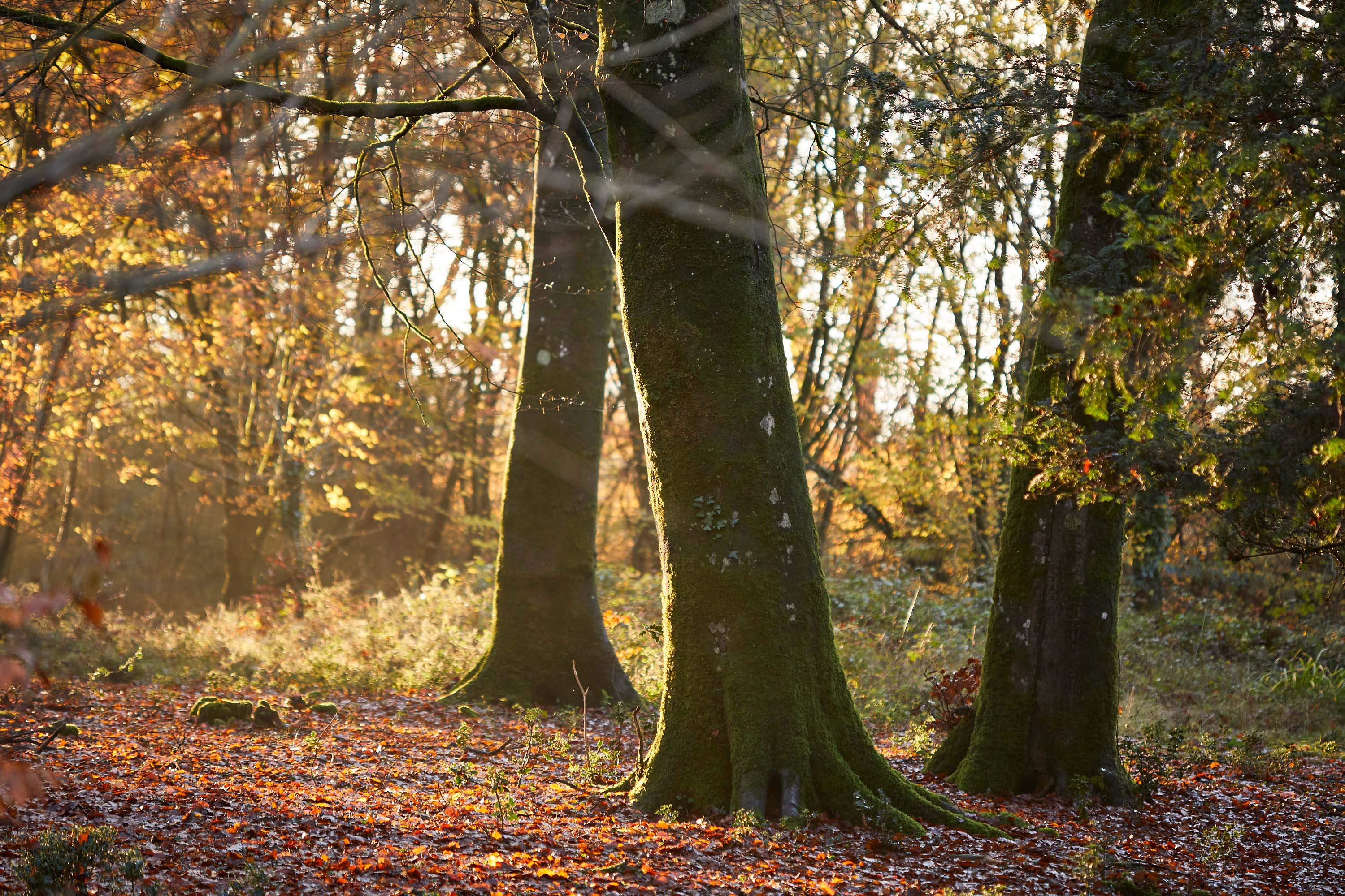 Autumn Dusk Walk
