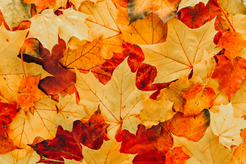 Autumn Indulgence Spa Day