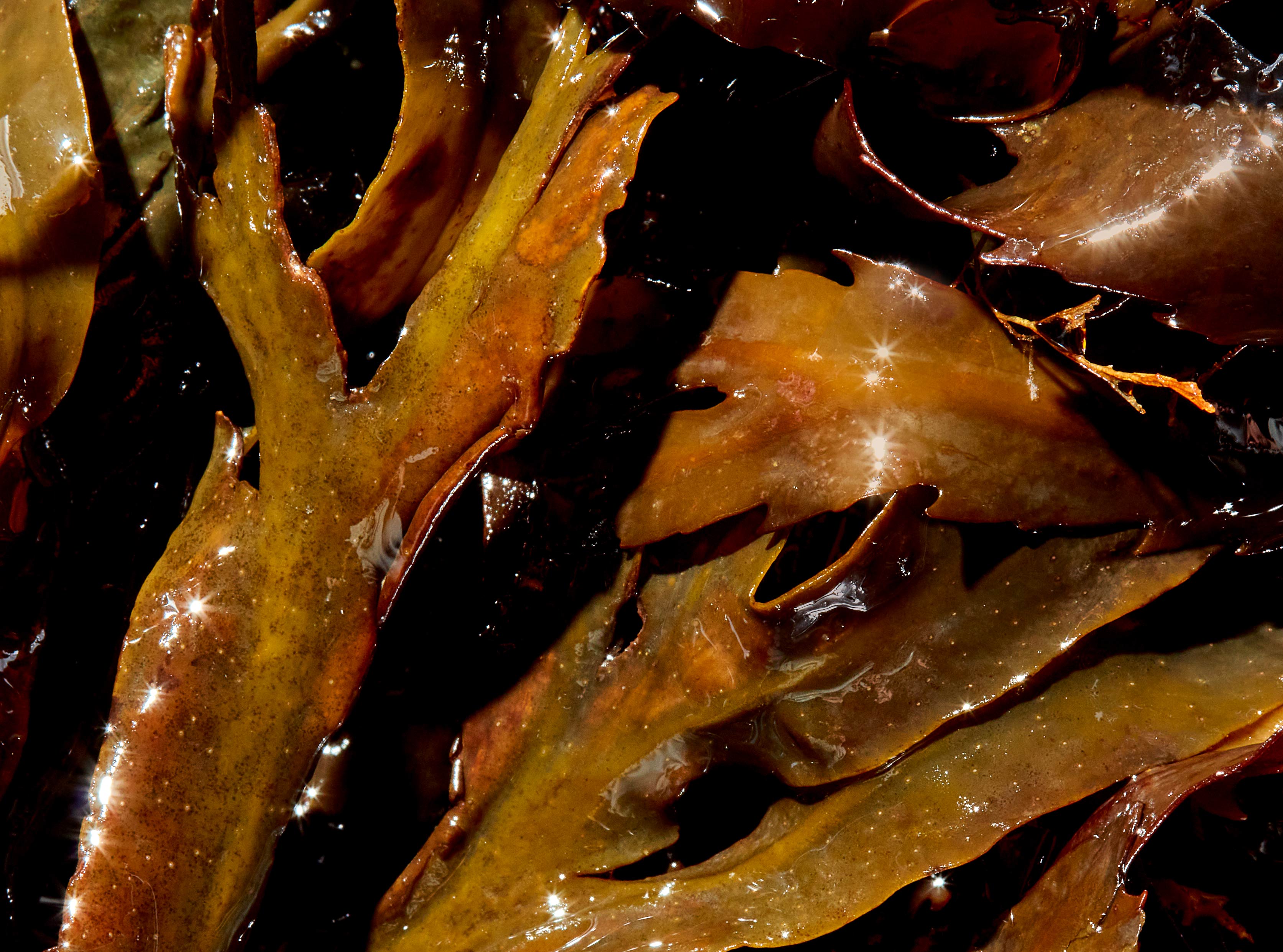 Rejuvenating Algae Body Wrap - 60 Mins