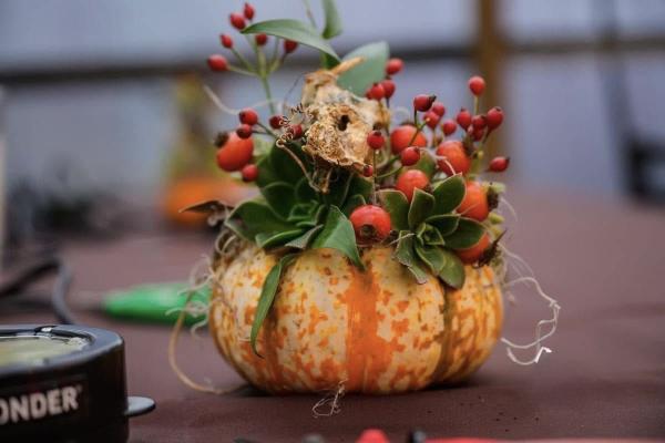 ✦ Pumpkin Succulent & Dried Floral Workshop