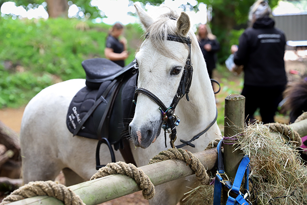 North Pole Pony Rides