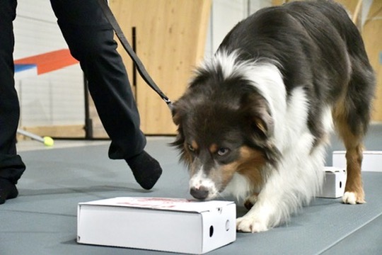 Workshops Nosework | Nybörjare