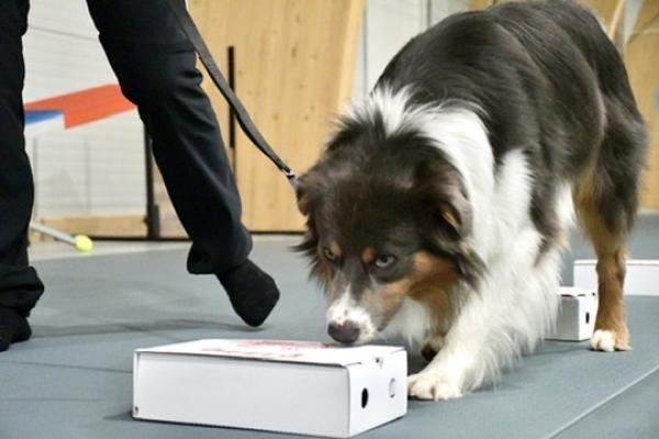 Workshops Nosework | Nybörjare