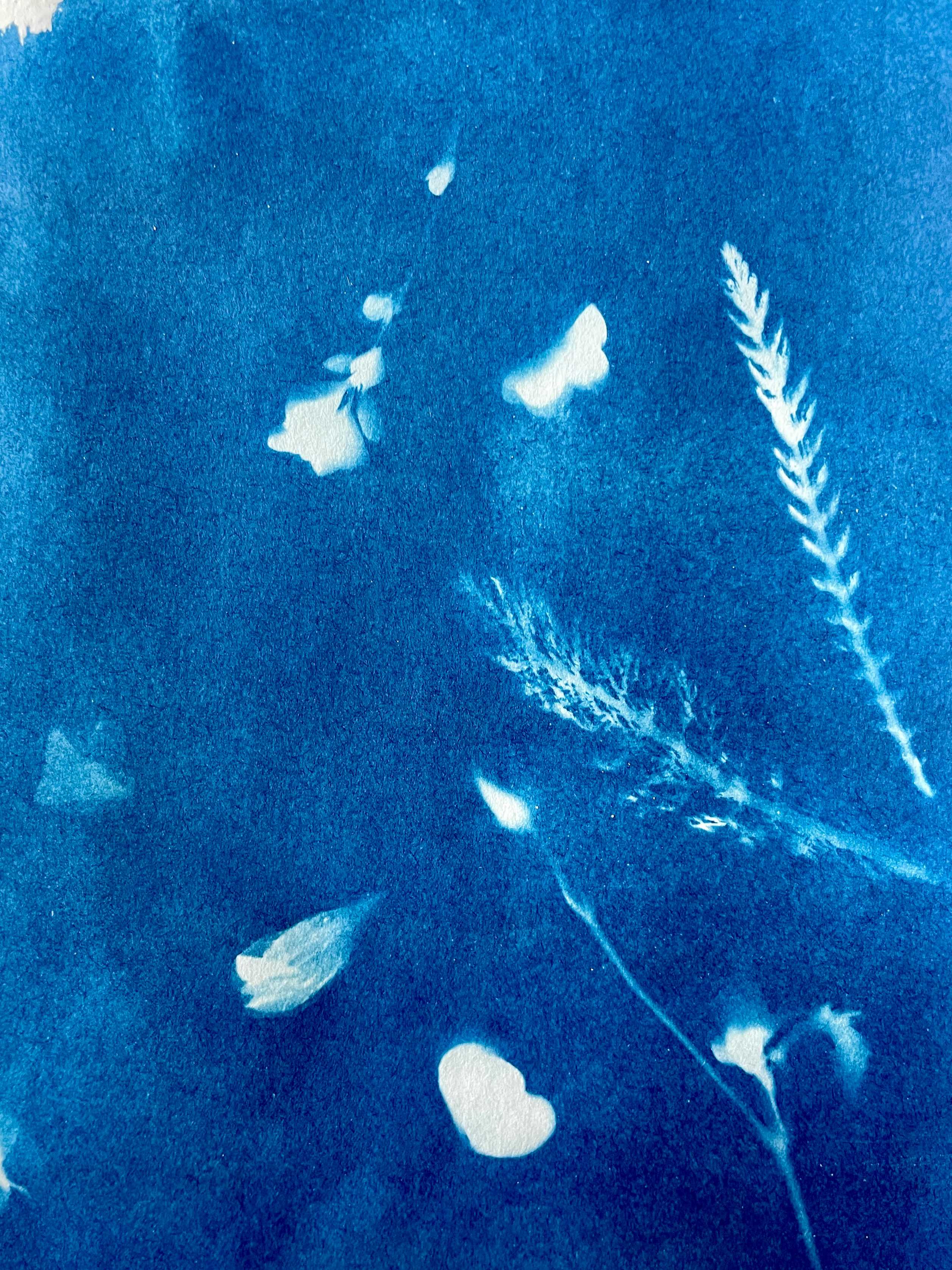 Cyanotypes