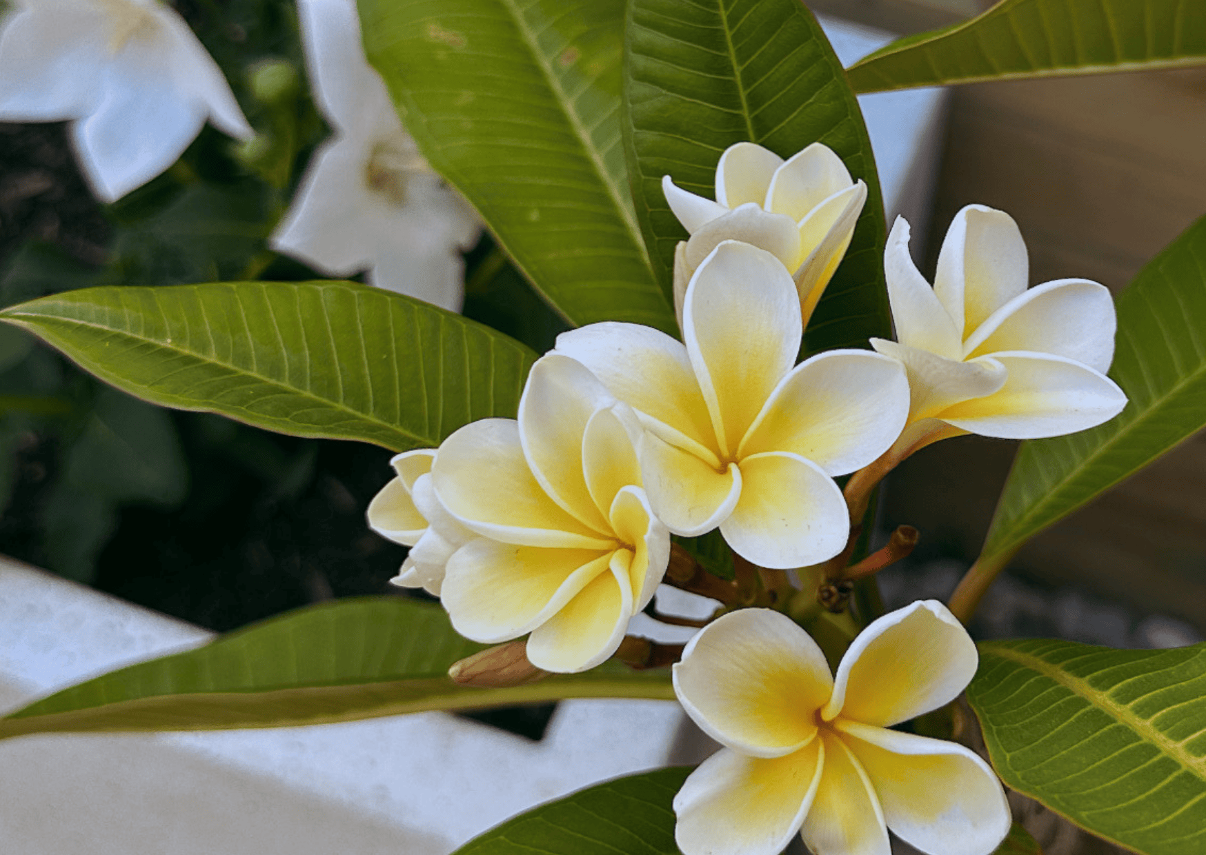 90min Soult Signature Massage