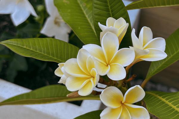 1HR Soult Signature Massage