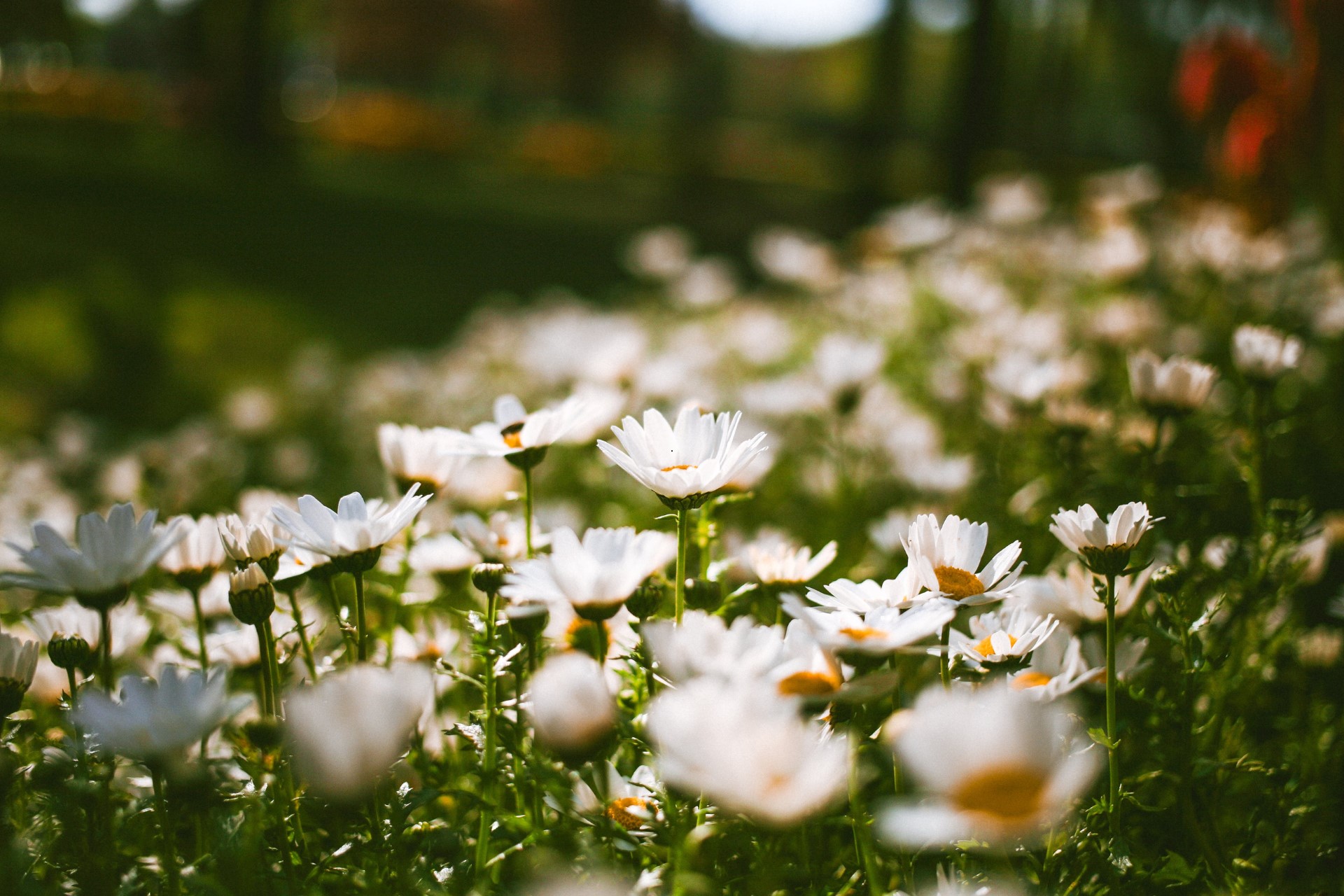 Springtime Swim and Dine