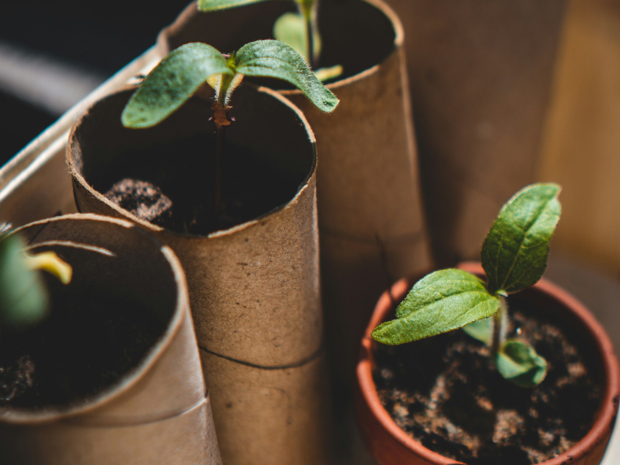 Young Gardeners Workshop
