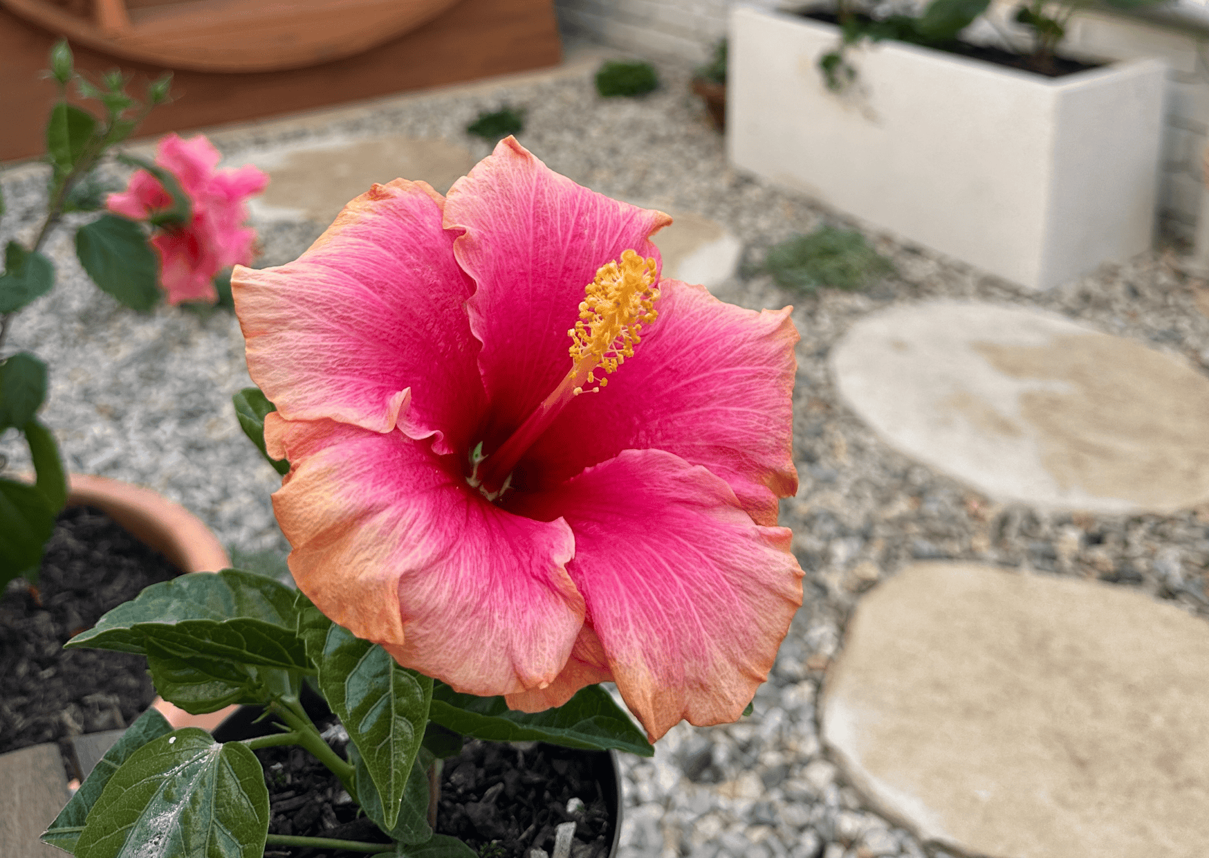 Hydrate & Glow Ritual - Body Scrub and Hydration