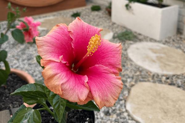 Hydrate & Glow Ritual - Body Scrub and Hydration