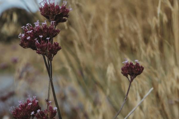 Sea Marine Body Wrap | 60min