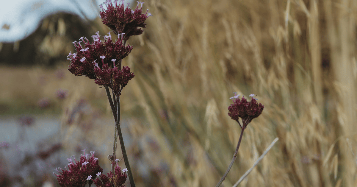 Sea Marine Body Wrap | 60min