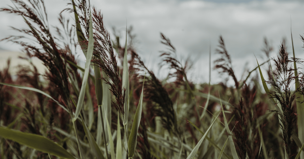 Seaweed Body Wrap | 60min