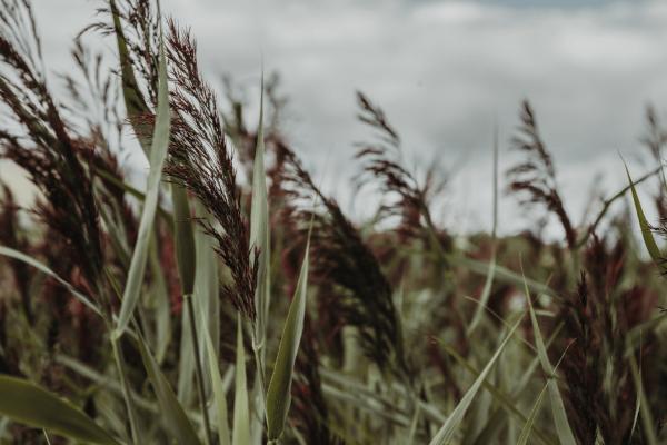 Seaweed Body Wrap | 60min