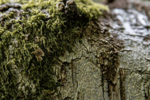 The Ancient Yew | 2hr