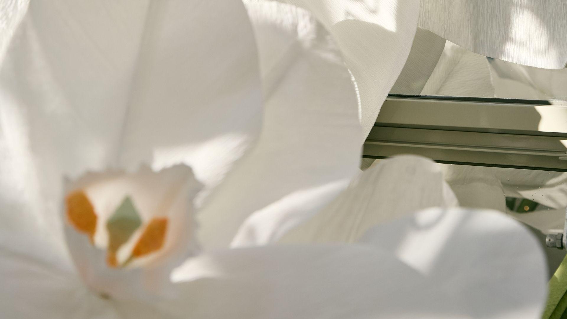 ULTIMATE BLACK ORCHID AGE REVERSE 90 MIN