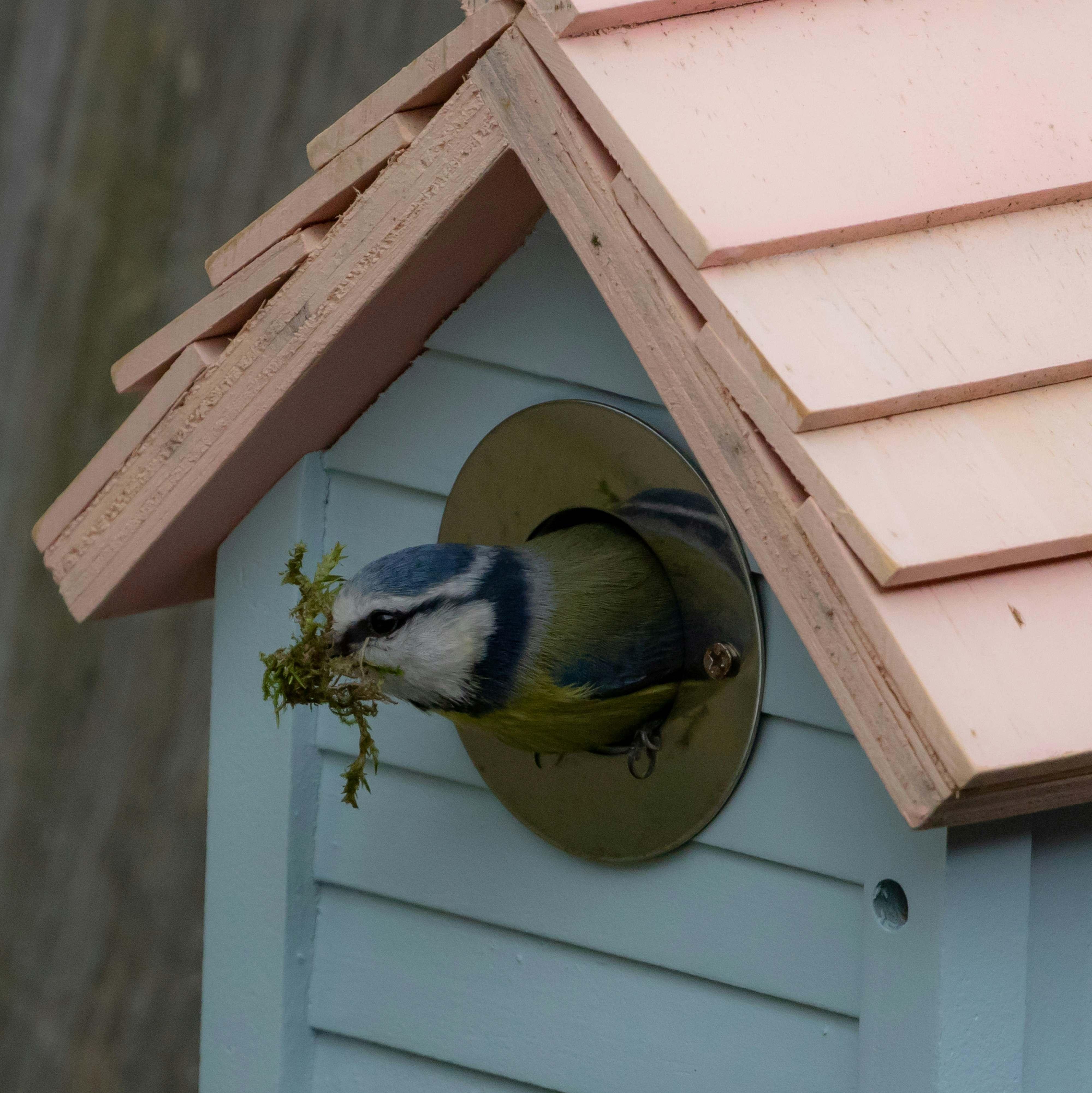 Wild Wings Workshop - Decorate your own bird feeder