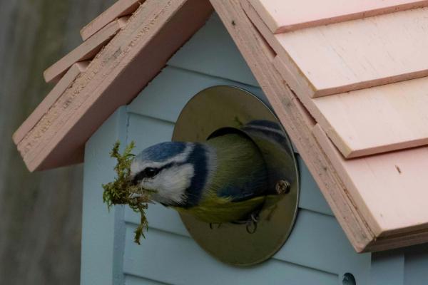 Wild Wings Workshop - Decorate your own bird feeder