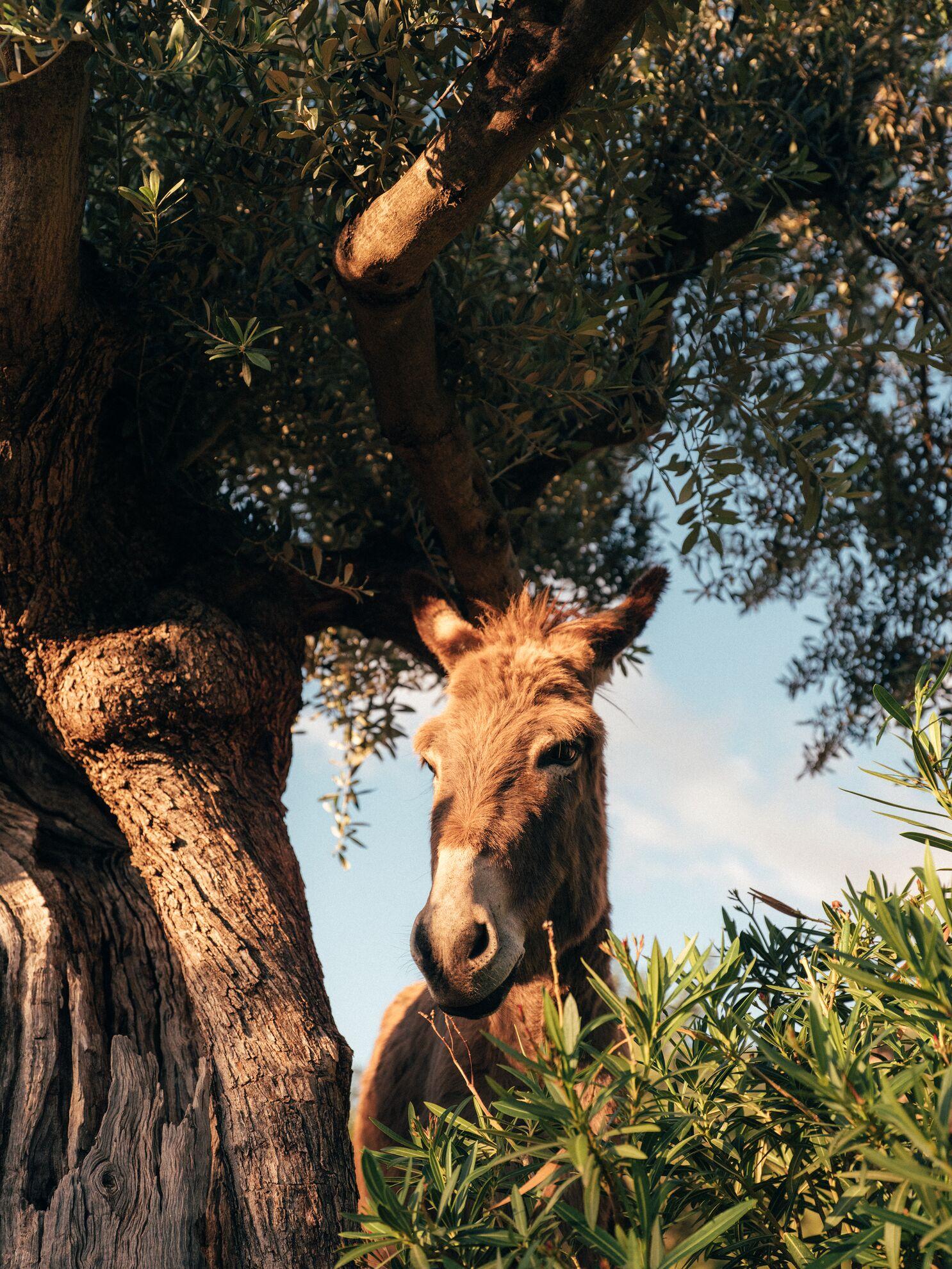 Candyfloss Makeup (Kids)