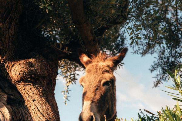 Lollipop dust & polish  (Kids)