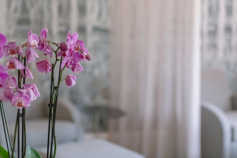 Springtime at The Spa