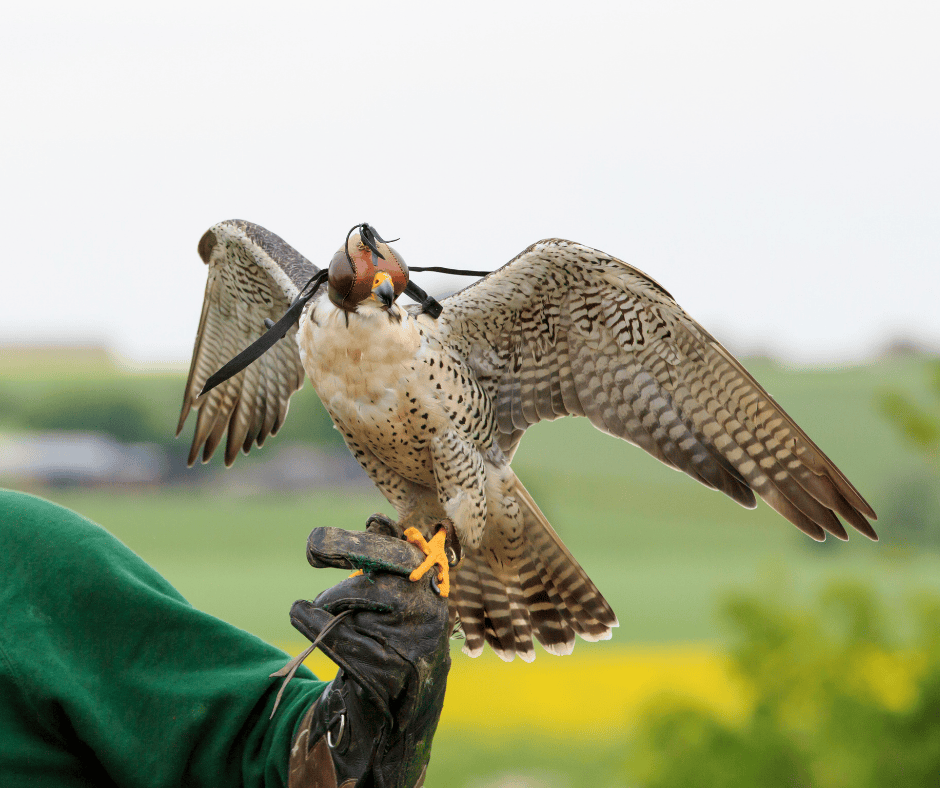 Falconry Sessions