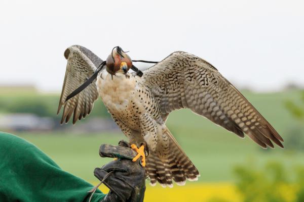 Falconry Sessions