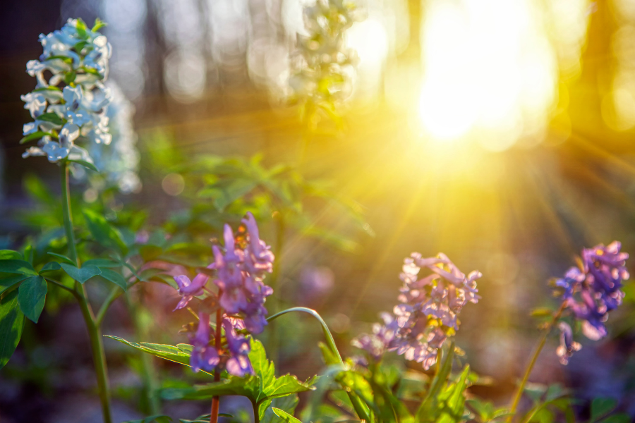 Package | Spring Glow Spa Day