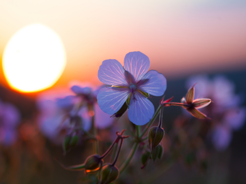 Summer Nights Dip & Dine