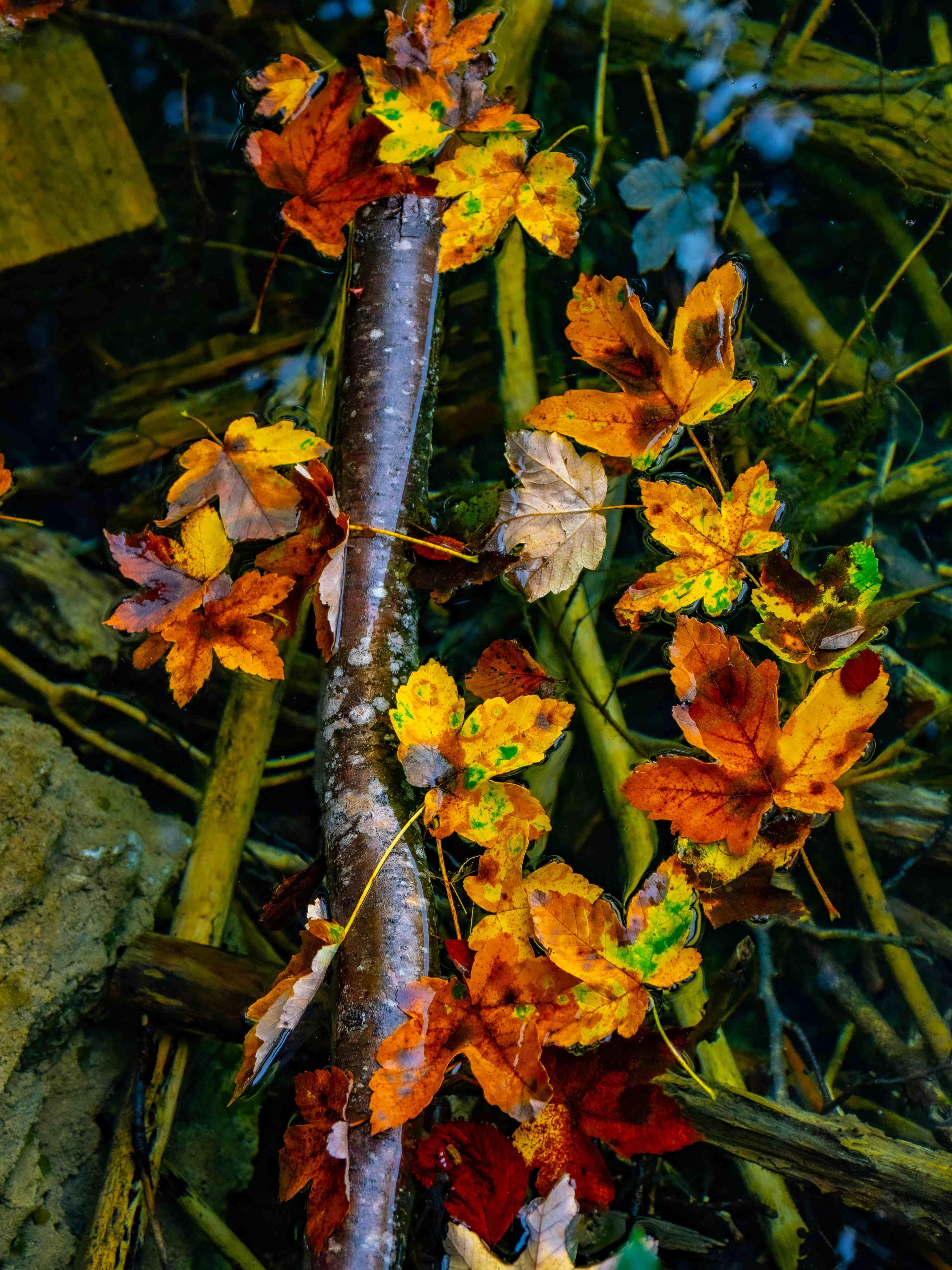 Enchanted Elements: Nature Wand Making