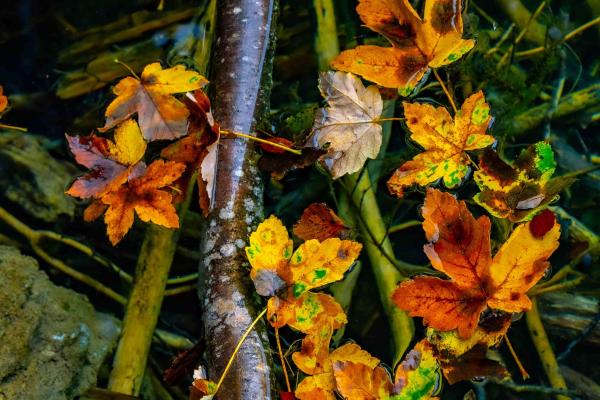 Enchanted Elements: Nature Wand Making