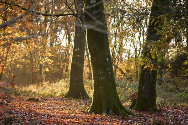 Forest Bathing