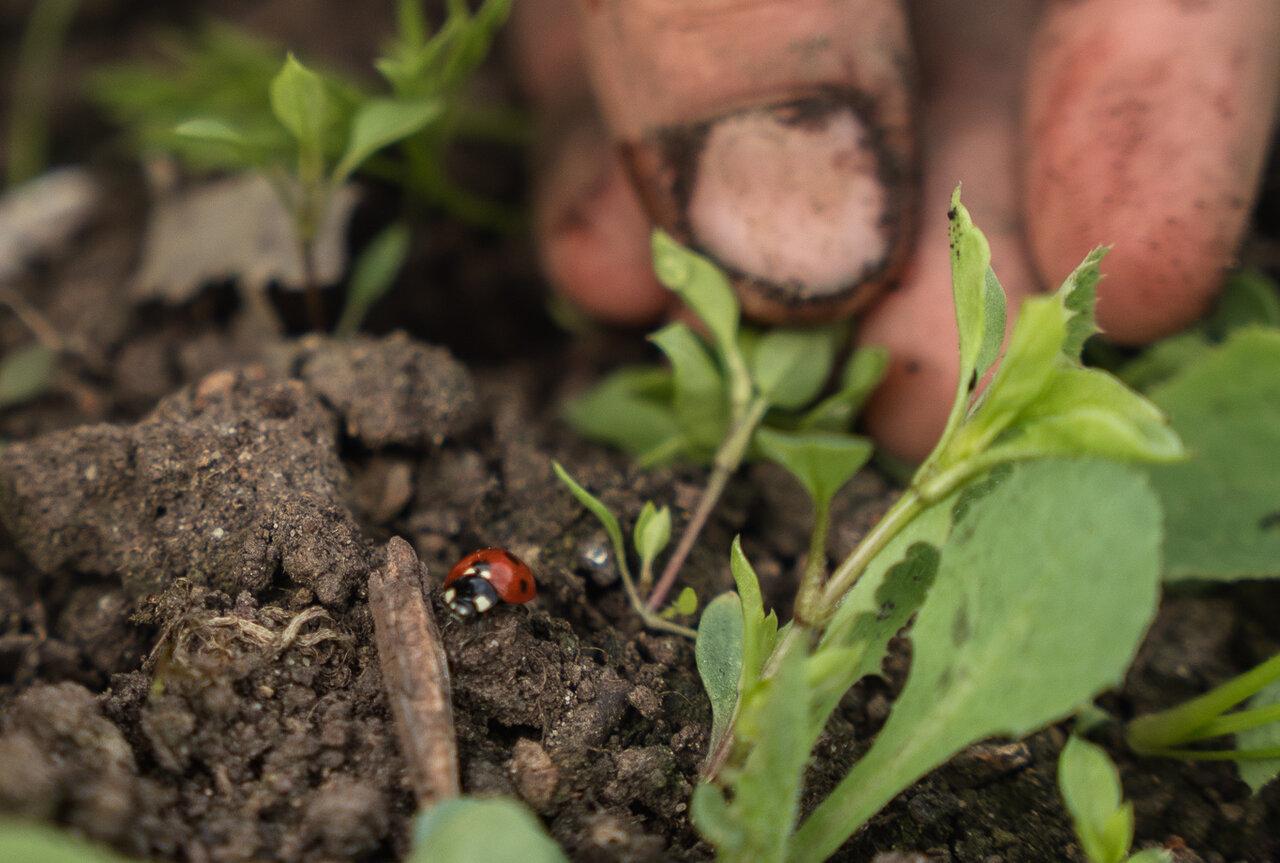 Principles of Permaculture [Private Session]