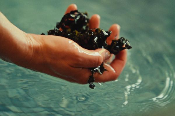 Sae Seaweed Bath Ritual