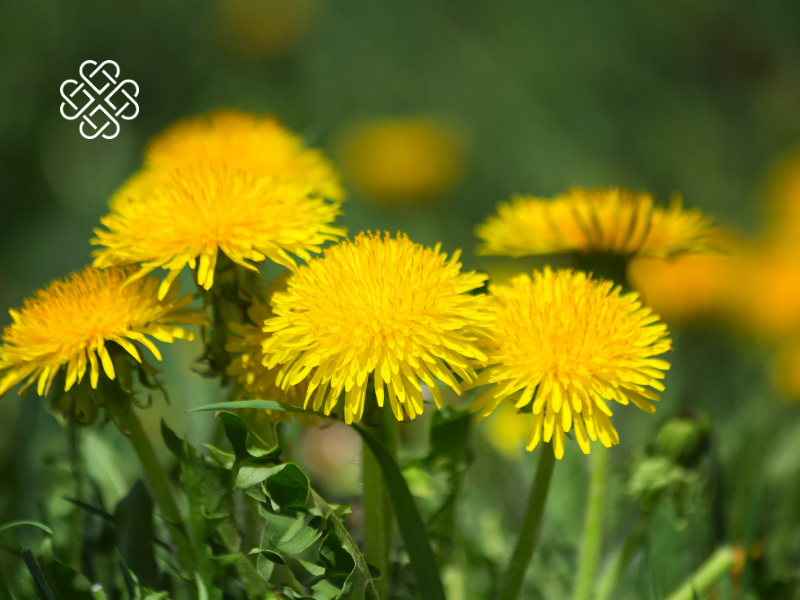 Love Your Liver: The Functional Medicine Guide to Lifelong Liver Health