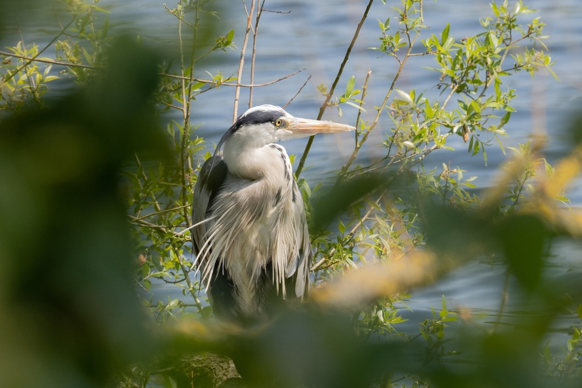 Nature Day & Bioblitz Event