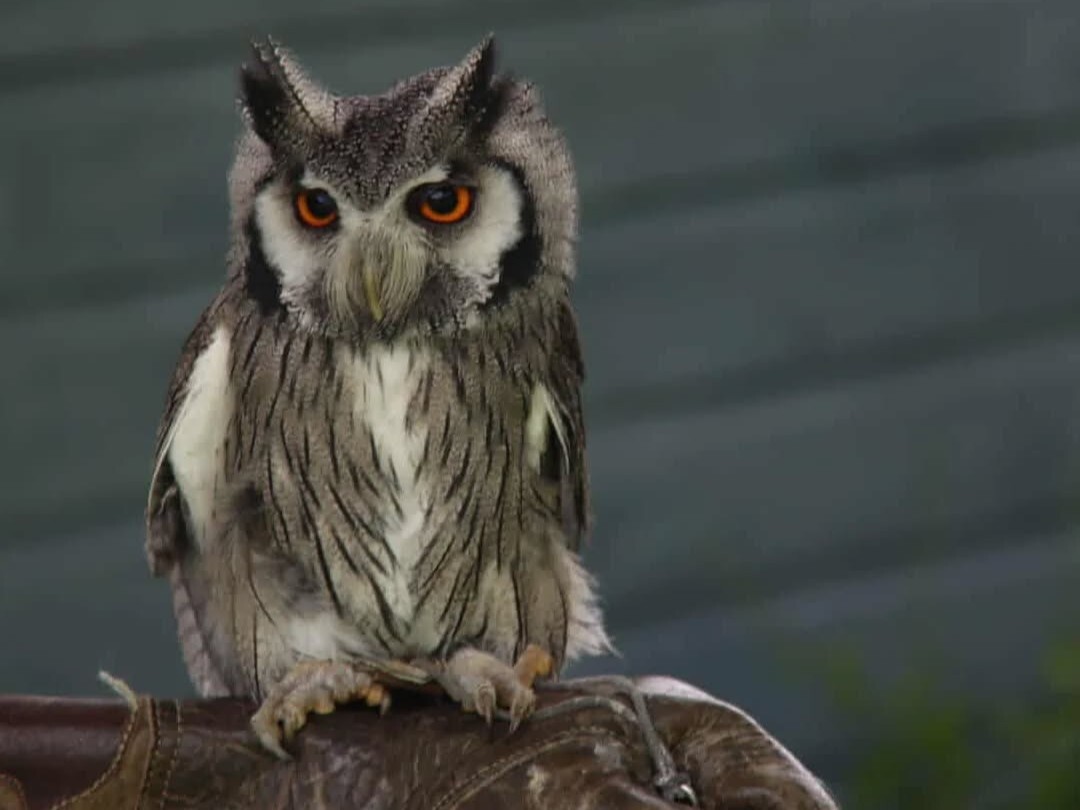 The Haunted Owl Experience
