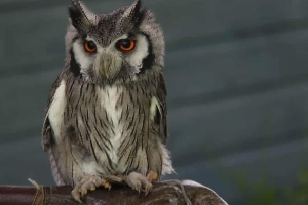 The Haunted Owl Experience