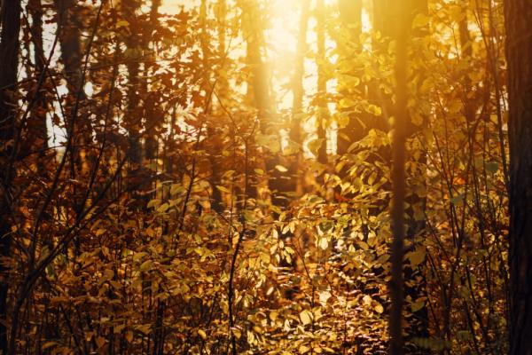 The Autumn Equinox Massage - 45 Minutes