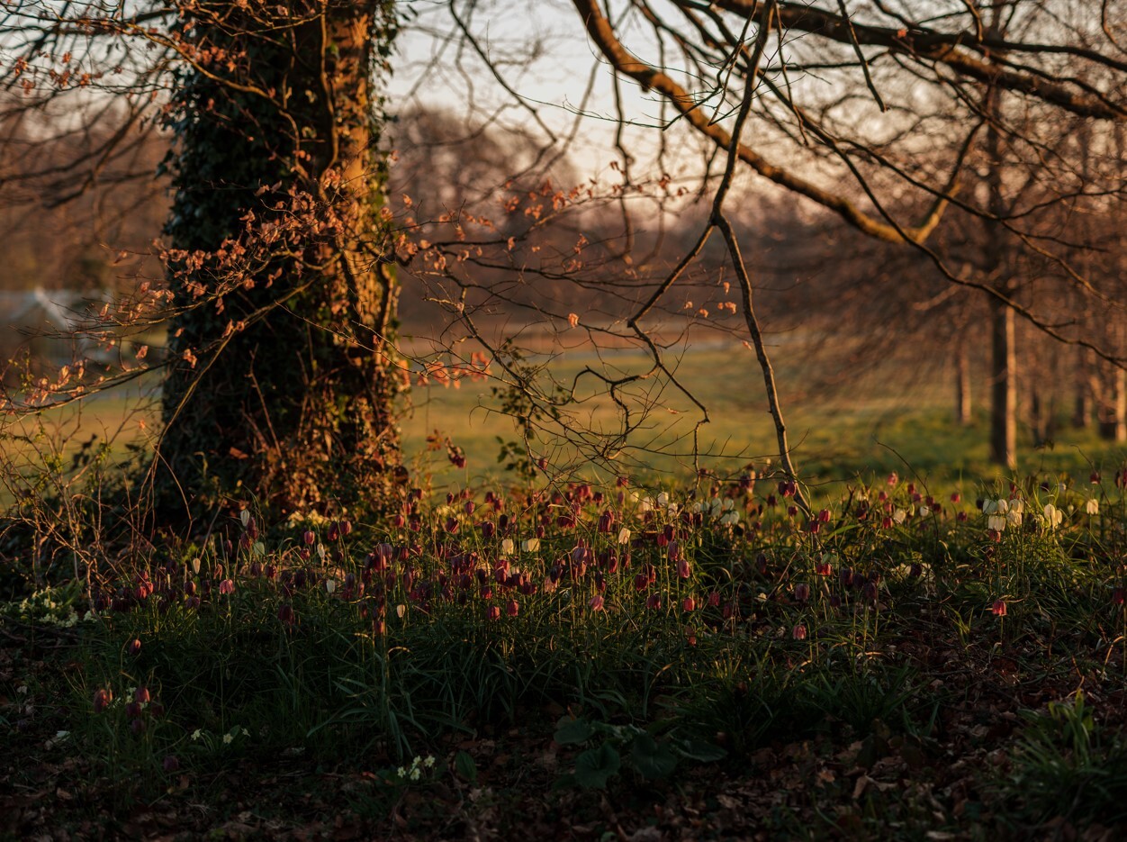 Forest Bathing