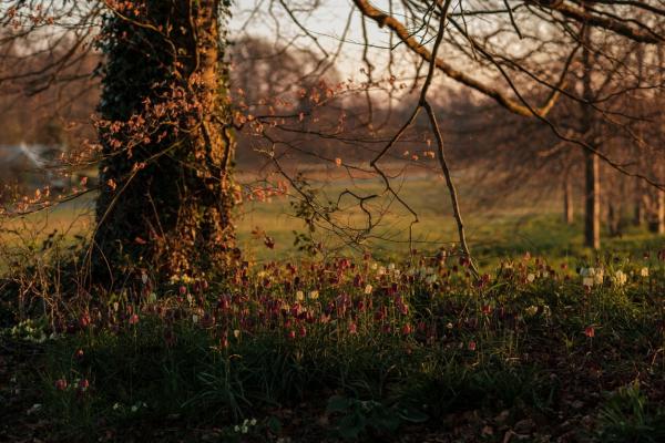 Forest Bathing