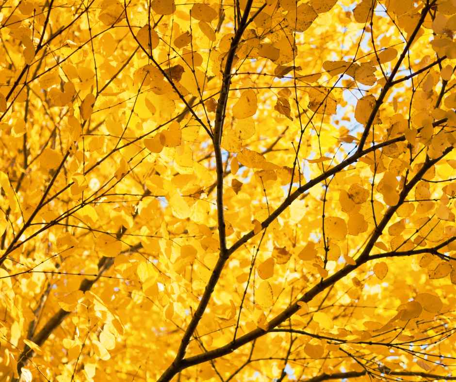 Golden Glow