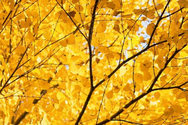 Golden Glow