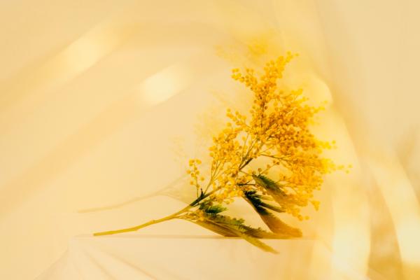 Rituel Holistique / Holistic ritual