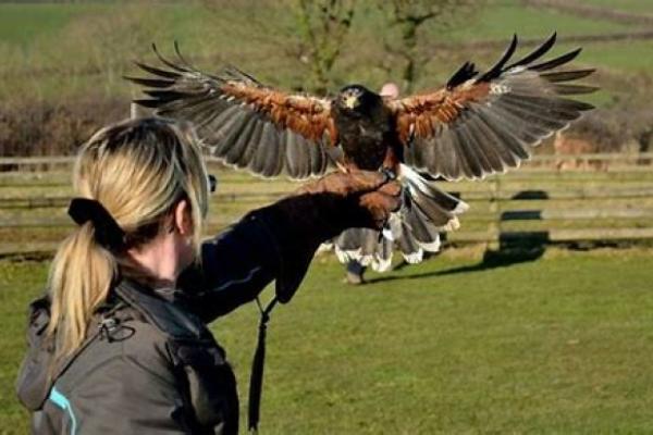 Hawk Experience with 'Walks with Hawks'