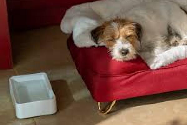 Dog Bed and Bowl