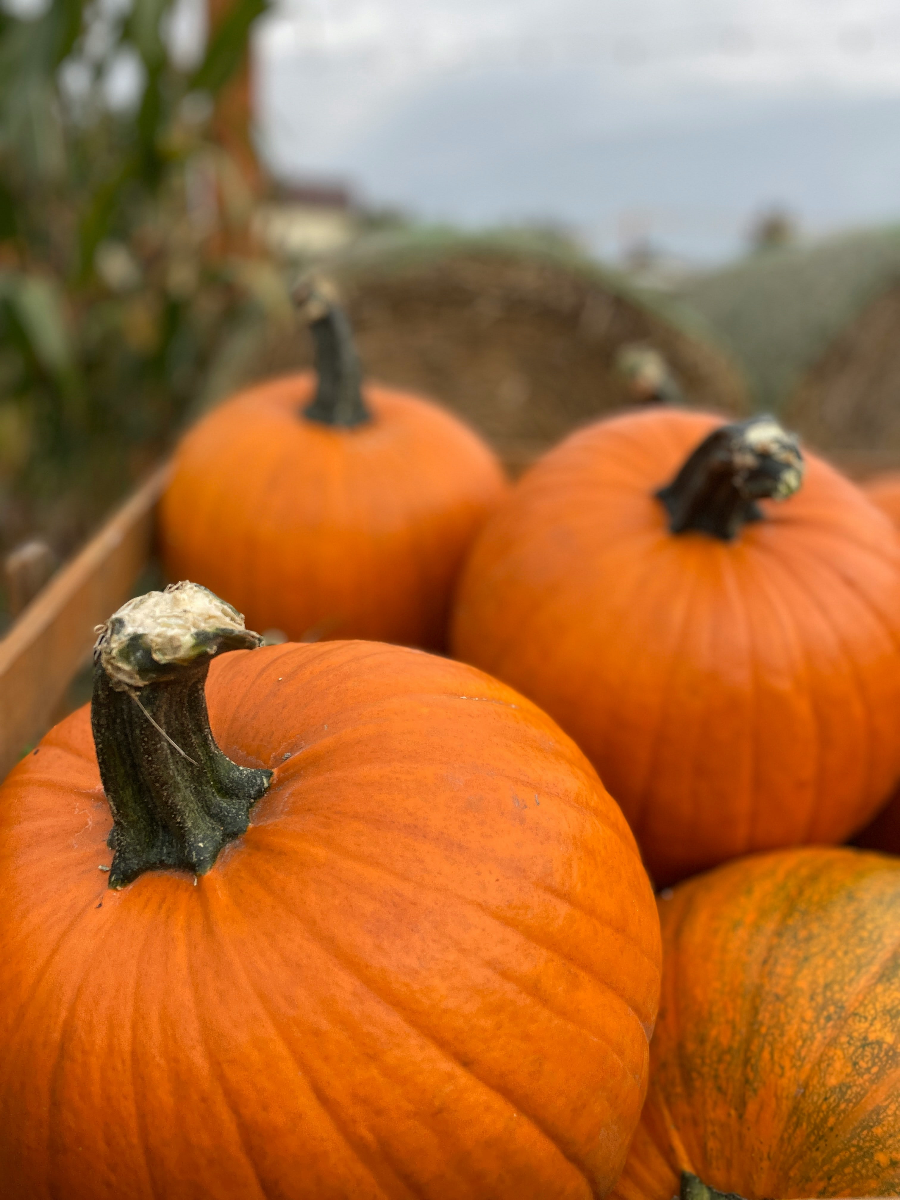 Pick your own Pumpkin