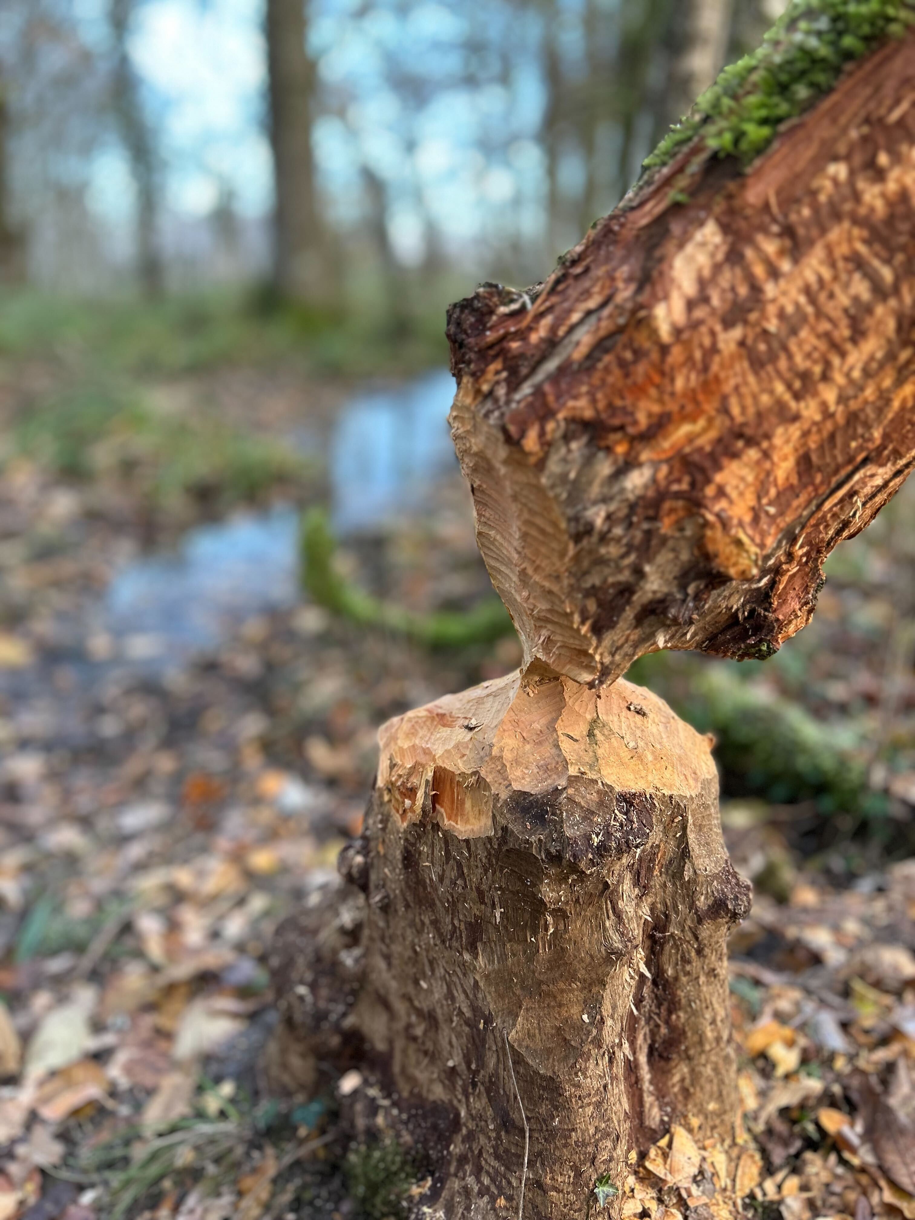 Guided Beaver Walk [Join a Group]