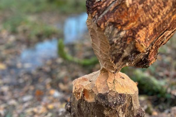 Guided Beaver Walk [Private Session]