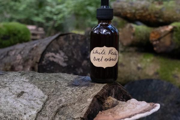 Medicinal Mushrooms Workshop